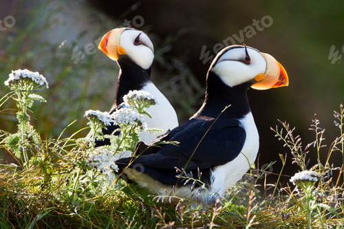 Preview: Horned puffins, Lake Clark National Park, Alaska, USA