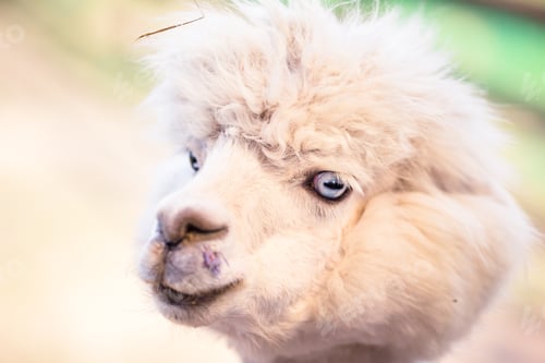 Preview: Portrait of a sweet white llama - alpaca