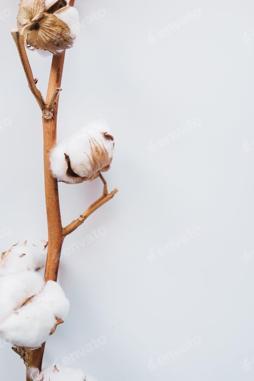 Preview: Cotton branch