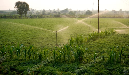 Preview: Fresh Green Chickpeas field, India.