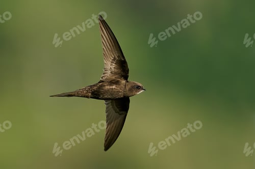Preview: Common swift (Apus apus)