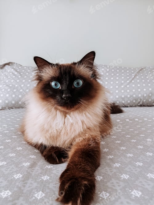 Preview: a cat on the bed looking in youre eyes