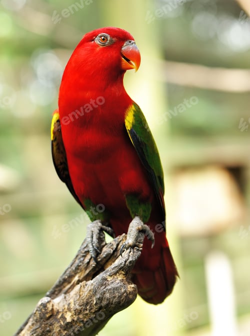 Preview: Parrot bird