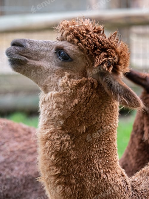 Preview: two brown llamas with fluffy hair near each other, at the Beauval Zoo in France