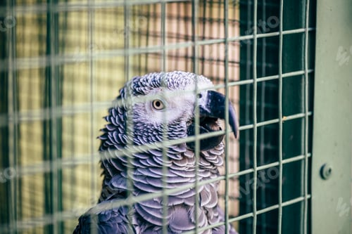Preview: Grey parrot in a cage.