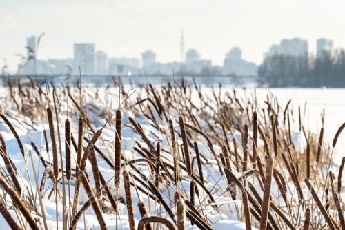 Preview: Reeds on the lake in severe frost in winter