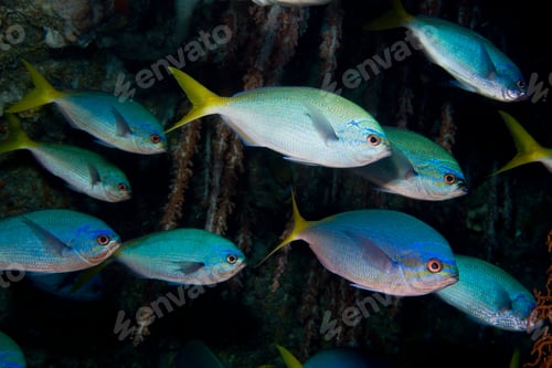 Vista previa: Schooling fish.