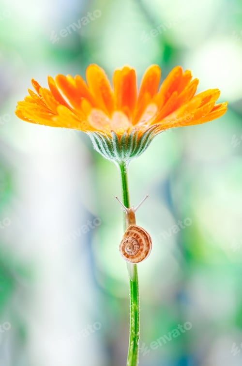 Preview: Close-Up Of Snail On Yellow Flower.