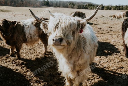 Preview: Long Haired Highland Cows on a Farm