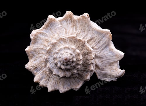 Preview: Spiral part of a conch shell.