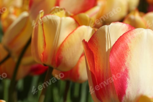 Preview: Tulip Garden