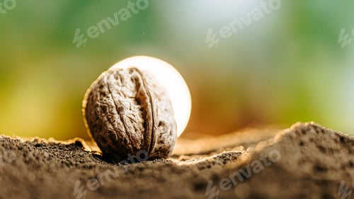 Preview: A horticultural snapshot of a farmer's hand holding a walnut seed