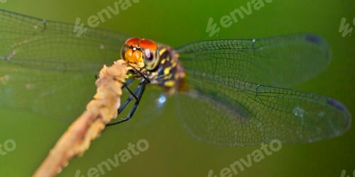 Preview: Dragonfly, Corcovado National Park, Costa Rica