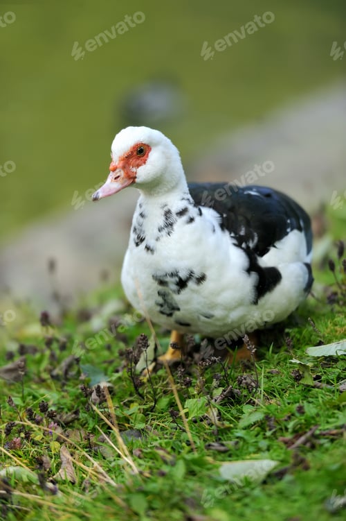 Preview: Muscovy Duck