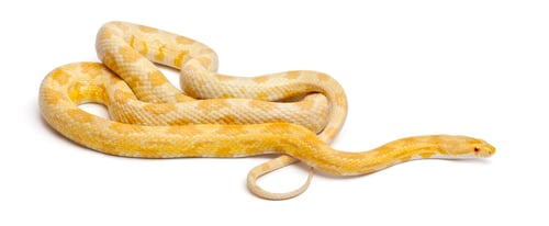 Preview: Butter mothley Corn Snake or Red Rat Snake, Pantherophis guttatus, in front of white background