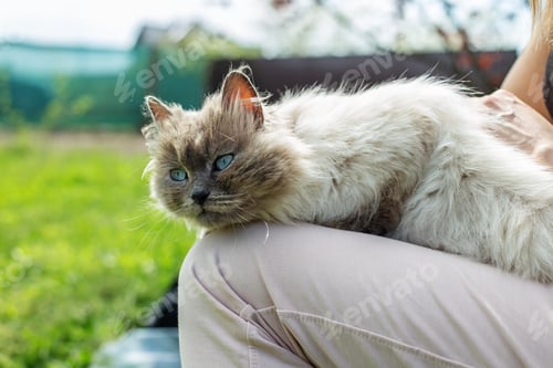 Preview: Relaxed Himalayan Cat Lounging on Owner in Garden