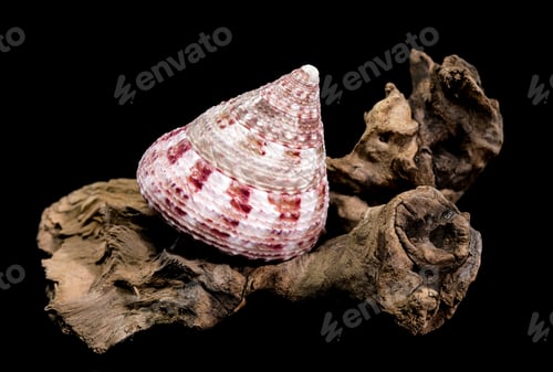 Preview: Trochus Shell on Driftwood Background