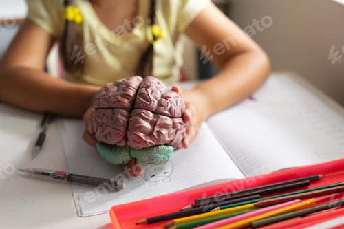 Preview: Midsection of caucasian elementary schoolgirl holding brain model while sitting at desk