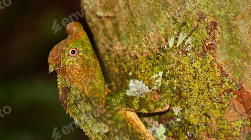 Preview: Hump-nosed Lizard, Sinharaja National Park Rain Forest, Sri Lanka