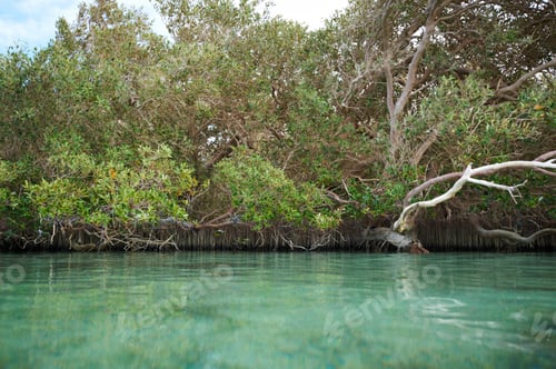 Preview: Mangrove trees along the sea