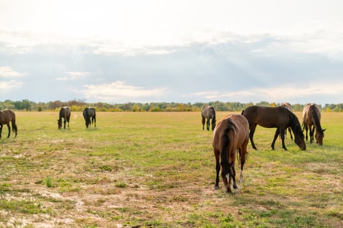 Vorschau: Panoramablick auf einige Pferde auf dem Feld am Sommertag, Konzepte für Haustiere