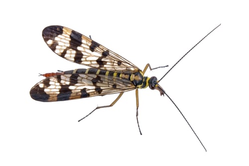Preview: Scorpion fly on white background