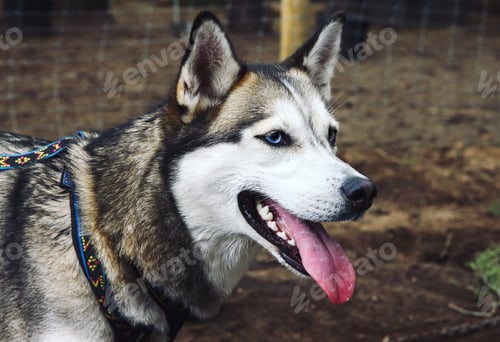 Preview: Siberian husky dog