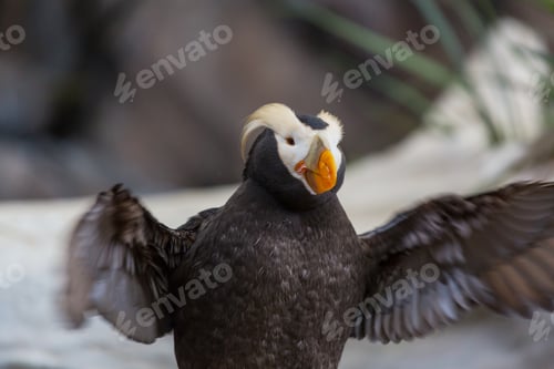 Preview: Puffin