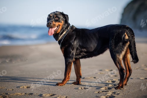 Preview: Rottweiler dog sits on the beach against the backdrop of the sea