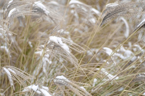 Preview: Miscanthus under the snow in winter. Garden plant