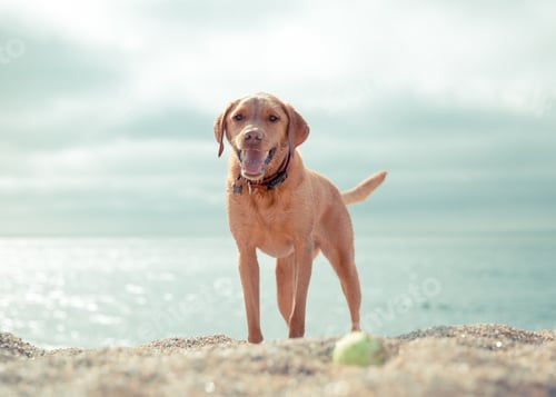 Preview: happy and healthy Labrador retriever dog standing playing fetch on a sandy beach on summer vacation