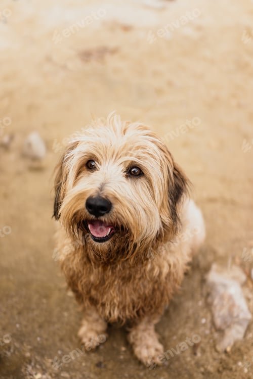 Visualização: Dog portrait