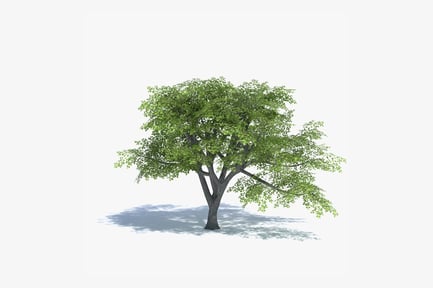 Preview: Lush Low Poly Oak