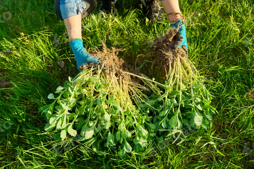 Preview: Close-up of hand in gardening gloves dividing Sedum spectabile bush