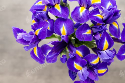 Preview: Iris flower on the gray background.