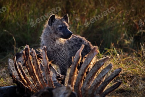 Preview: Closeup shot of a hyena praying on a carcass in Masai Mara, Kenya