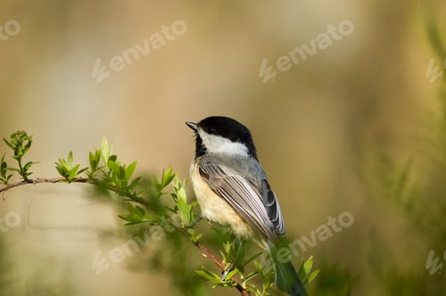 Small Bird Perched on Budding Tree Branch