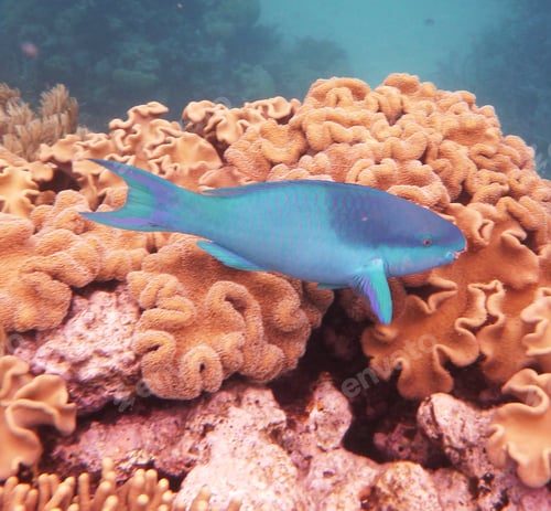 Vista previa: Colorful sea life underwater, shallow underwater seascape