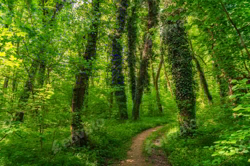 Preview: Path in a green morning forest illuminated by the sun
