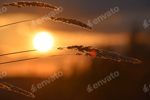 Preview: golden hour and grass