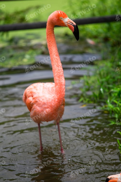 Preview: Greater Flamingo, Phoenicopterus ruber, beautiful pink big bird