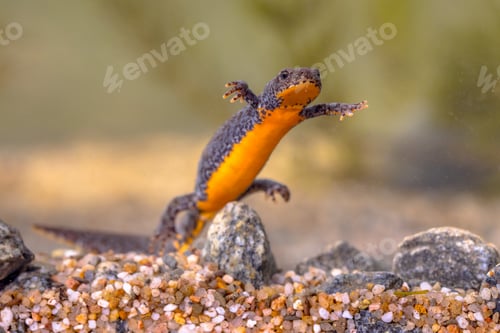 Preview: Alpine newt aquatic animal swimming in freshwater habitat