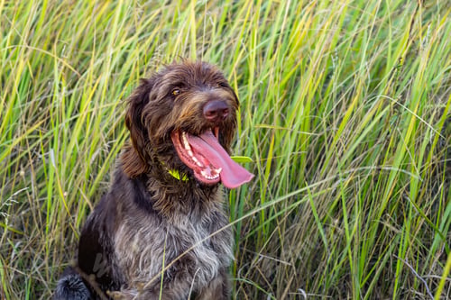 Preview: Portrait of German wire haired pointer dog in grass at hunting season