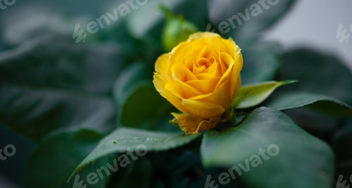 Preview: Flower roses yellow close up macro