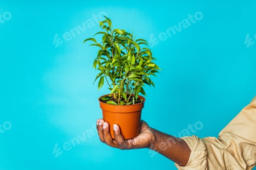 Preview: brazilian gardener man holding garden items in studio blue background