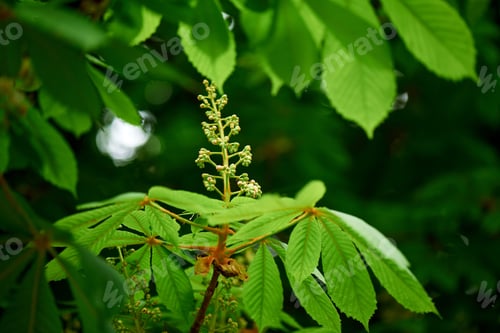 Preview: close-up view of beautiful chestnut tree with bright green leaves and buds