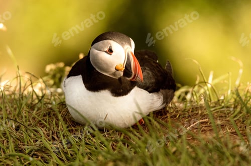 Preview: Close-up shot of a vibrant Puffin bird perched atop lush green grass