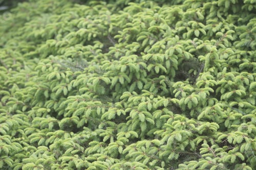 Preview: Fir-tree green branches background.
