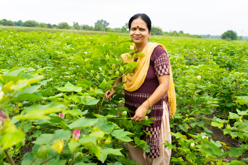Preview: Woman observing in green cotton field.