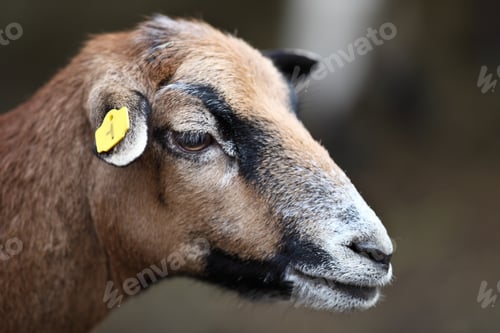 Preview: Goat